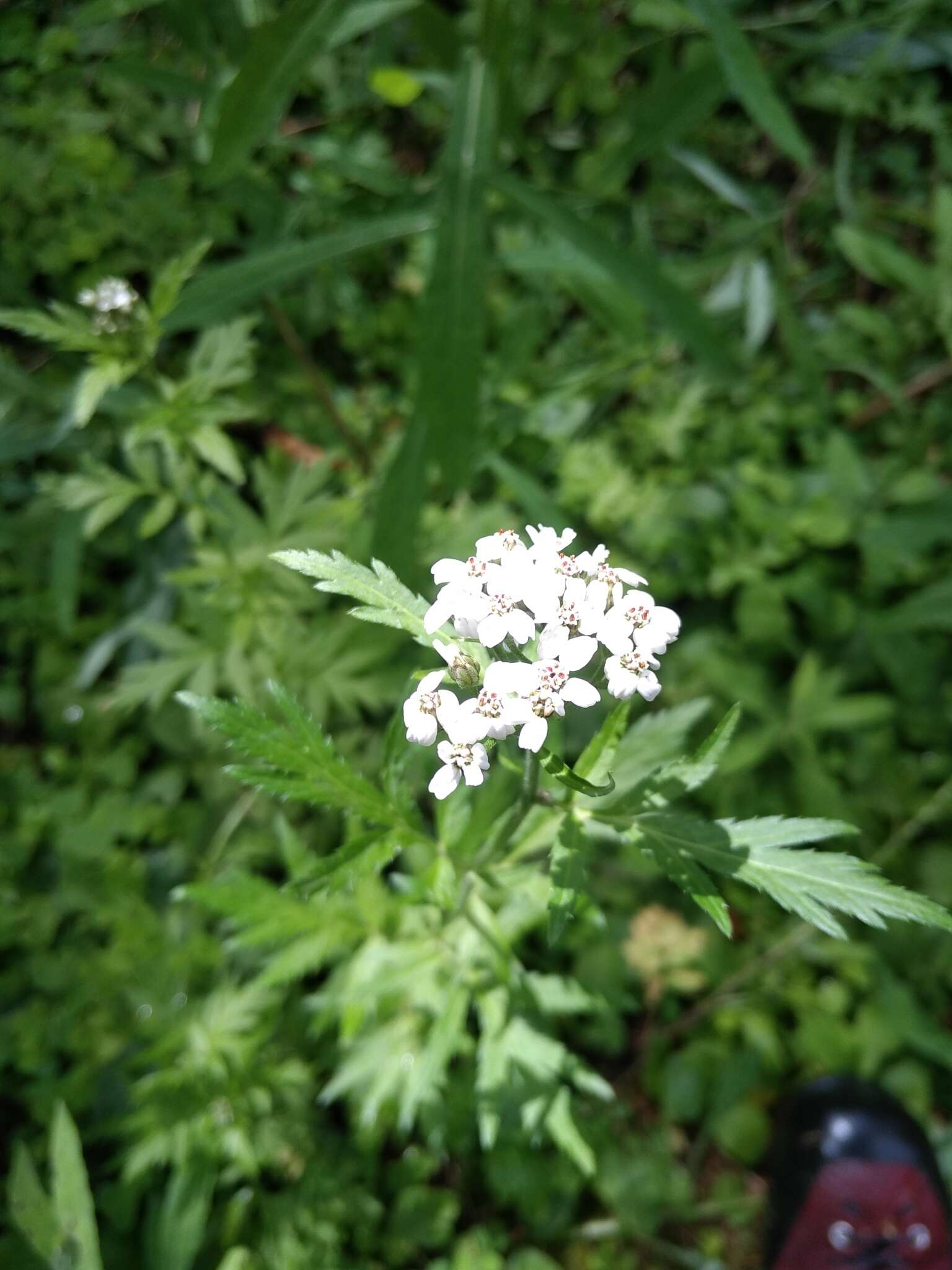 Image of big-leaf yarrow