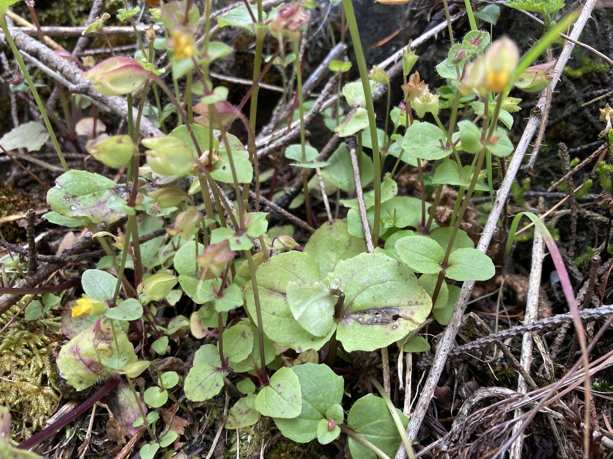 Image of widecalyx monkeyflower