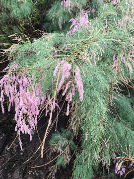 Слика од Tamarix ramosissima Ledeb.