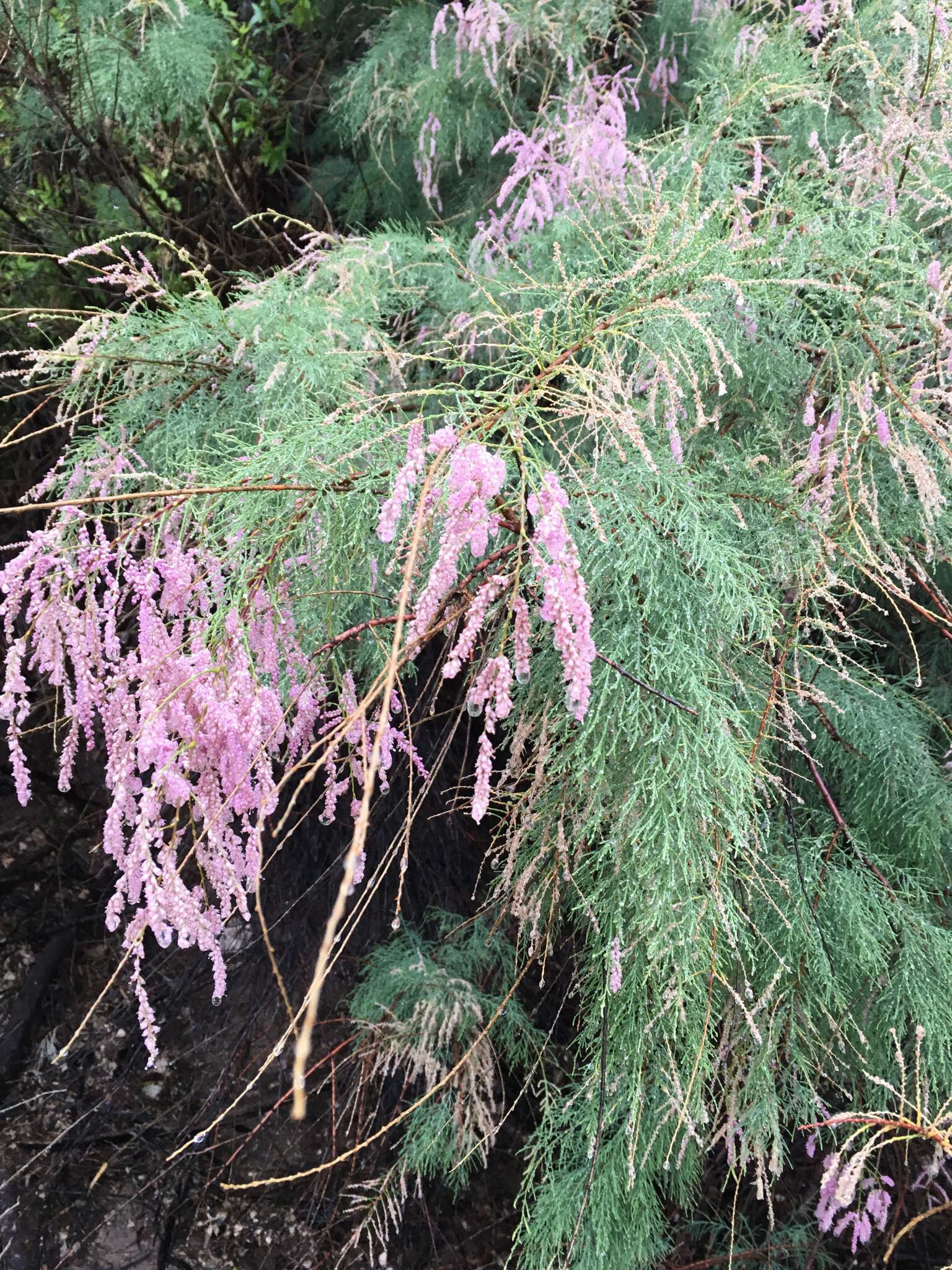 Image of saltcedar