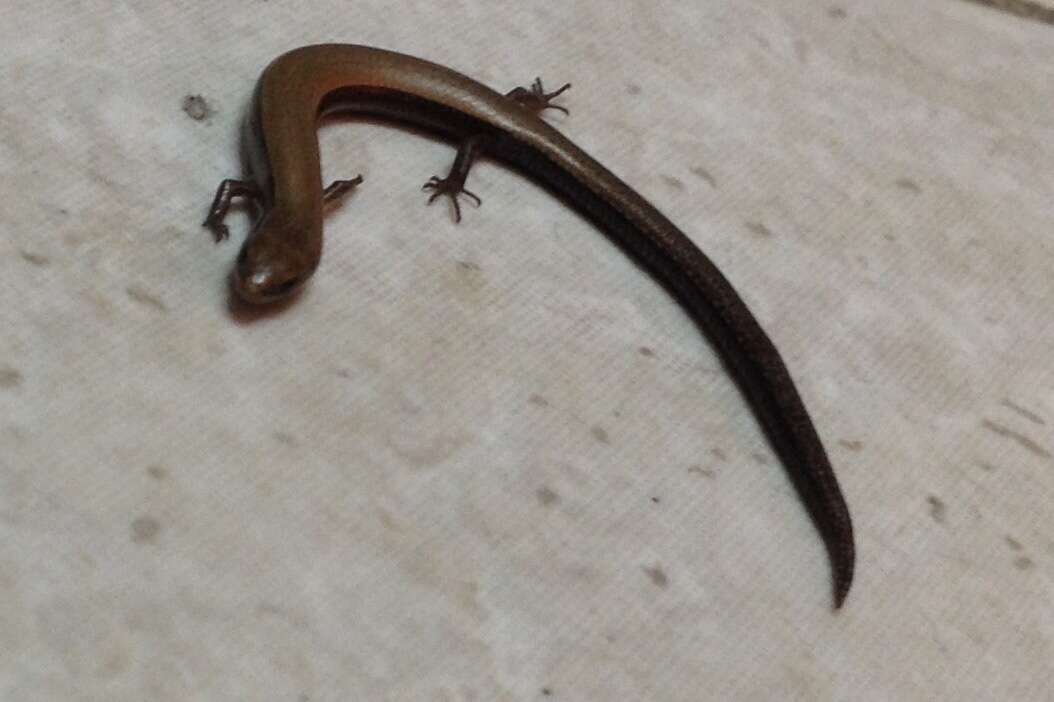 Image of Rüppell's snake-eyed skink