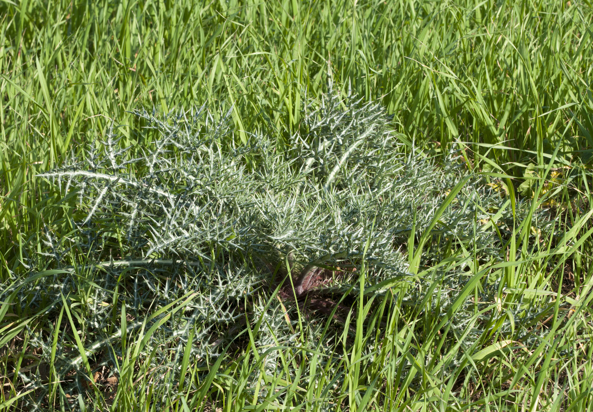 Image of southern globethistle