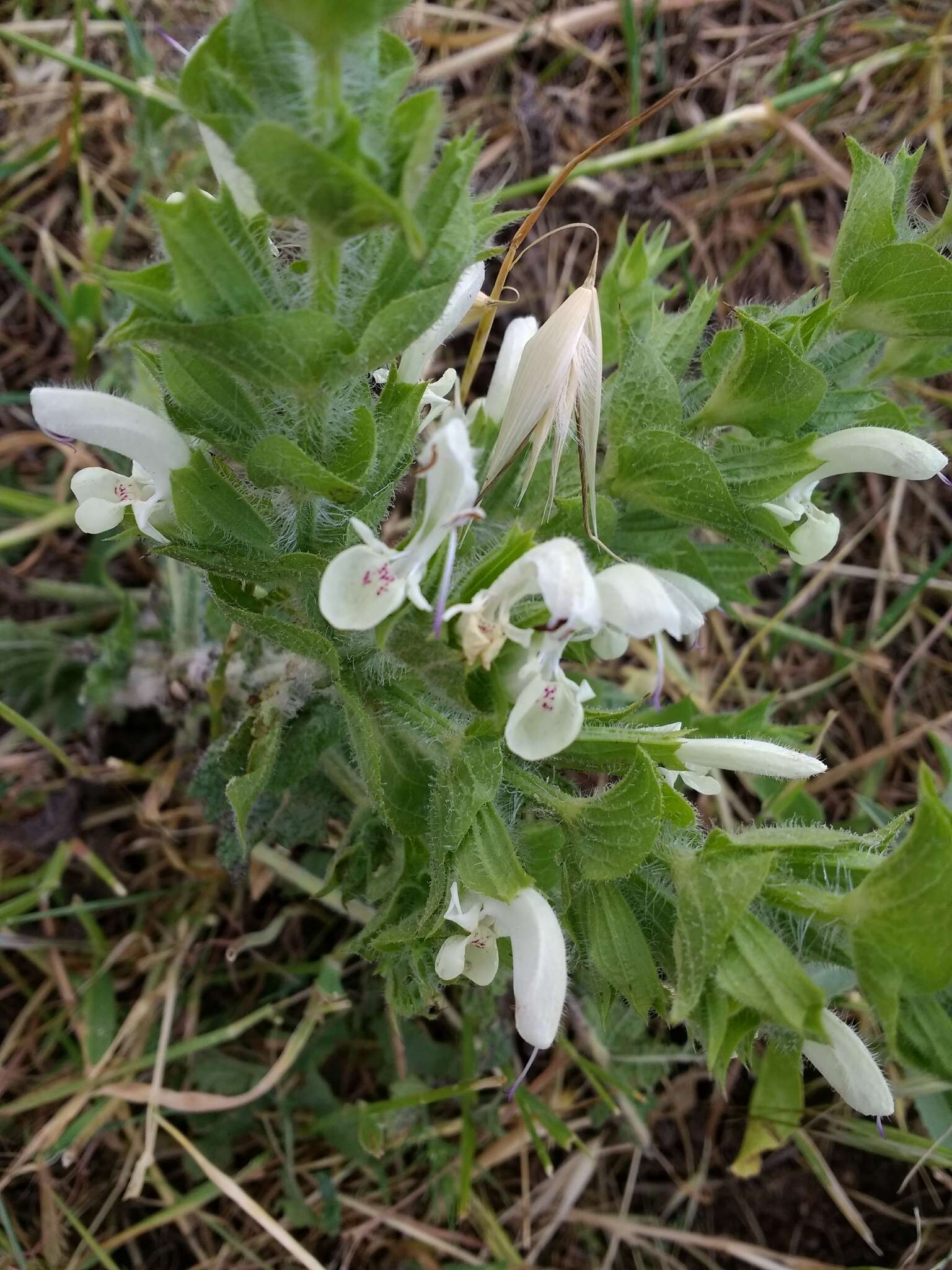 Imagem de Salvia samuelssonii Rech. fil.