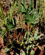 Image of mountainmeadow cinquefoil