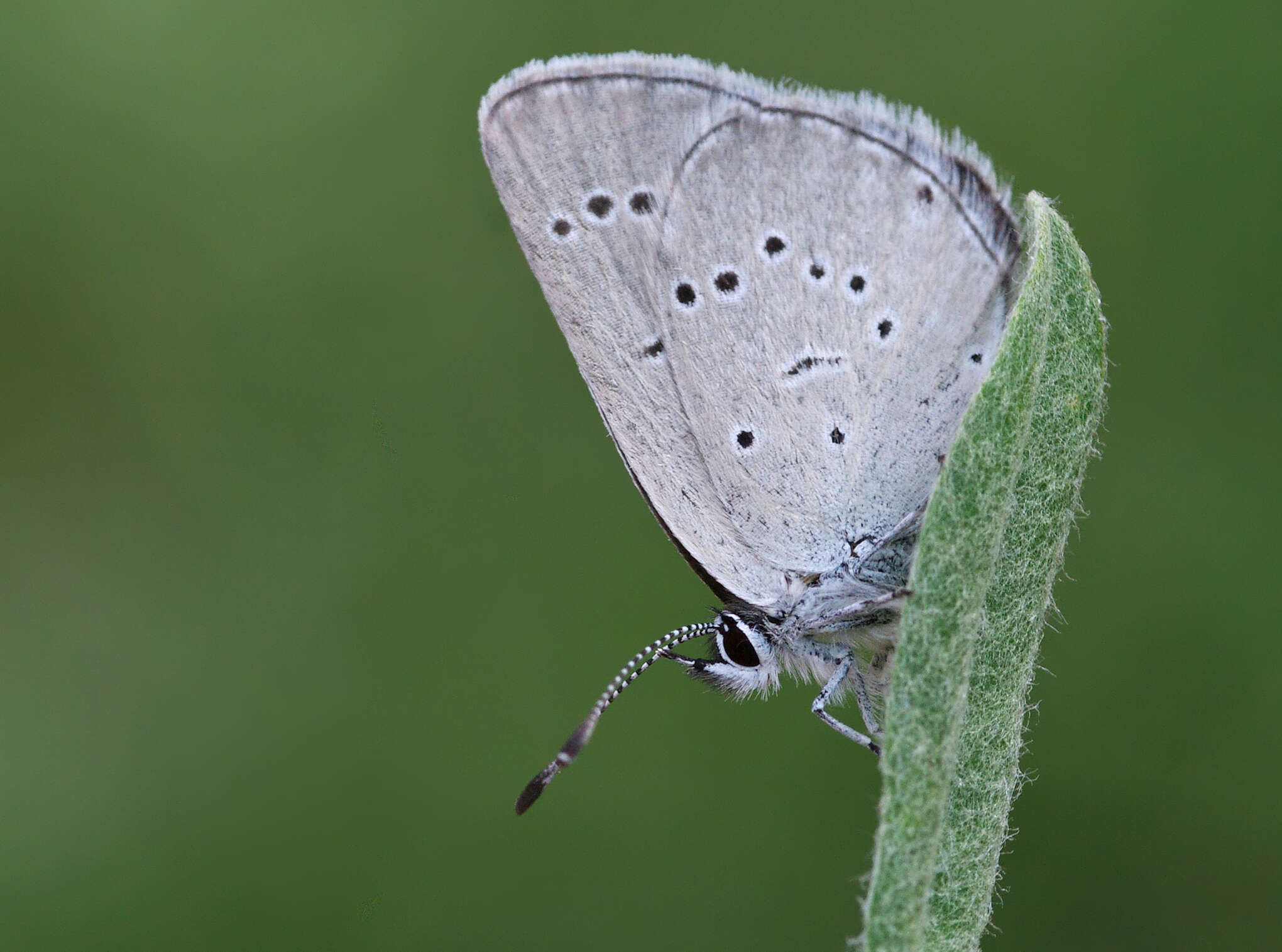 Image of small blue