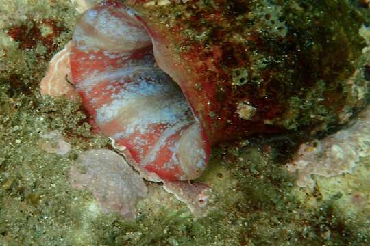 Image of Giant pink ascidian