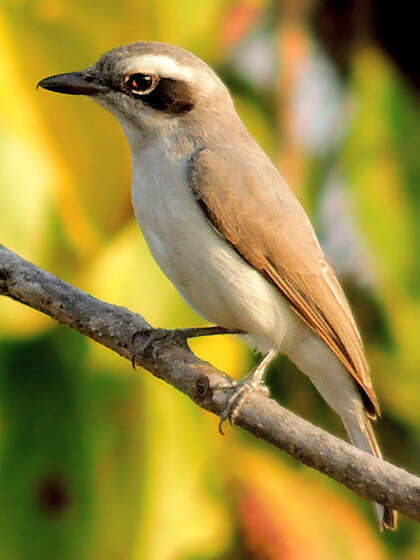 Tephrodornis pondicerianus (Gmelin & JF 1789)的圖片