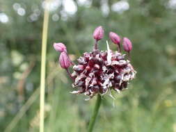 Allium scorodoprasum L.的圖片