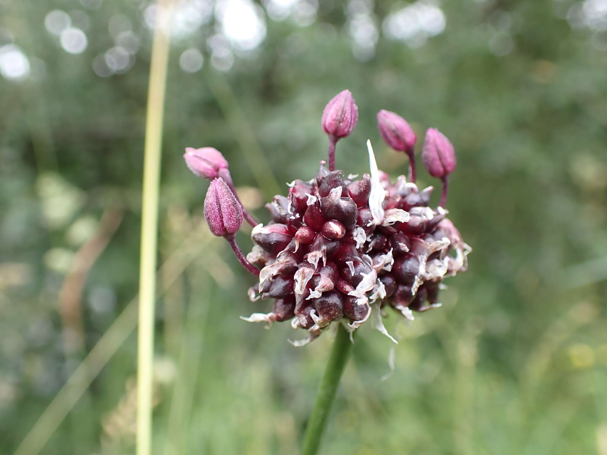 Allium scorodoprasum L.的圖片