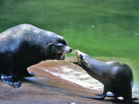 Image of Sea Lion