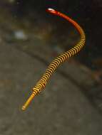 Image of Yellow banded pipefish