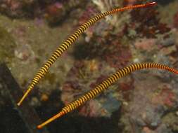 Image of Yellow banded pipefish