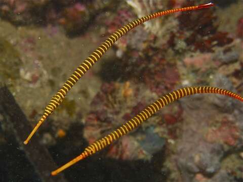 Image of Yellow banded pipefish