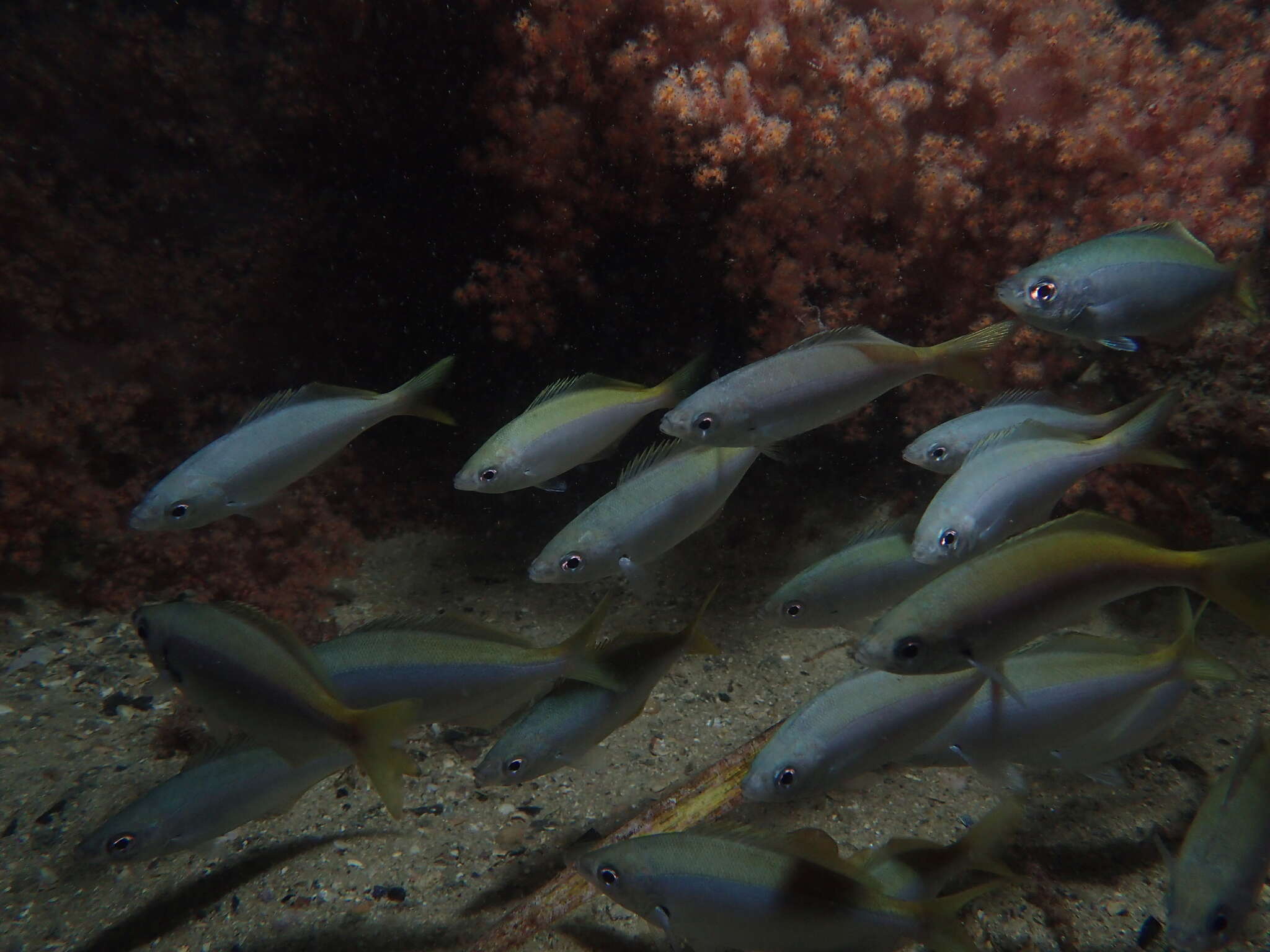 Image of Blowhole perch