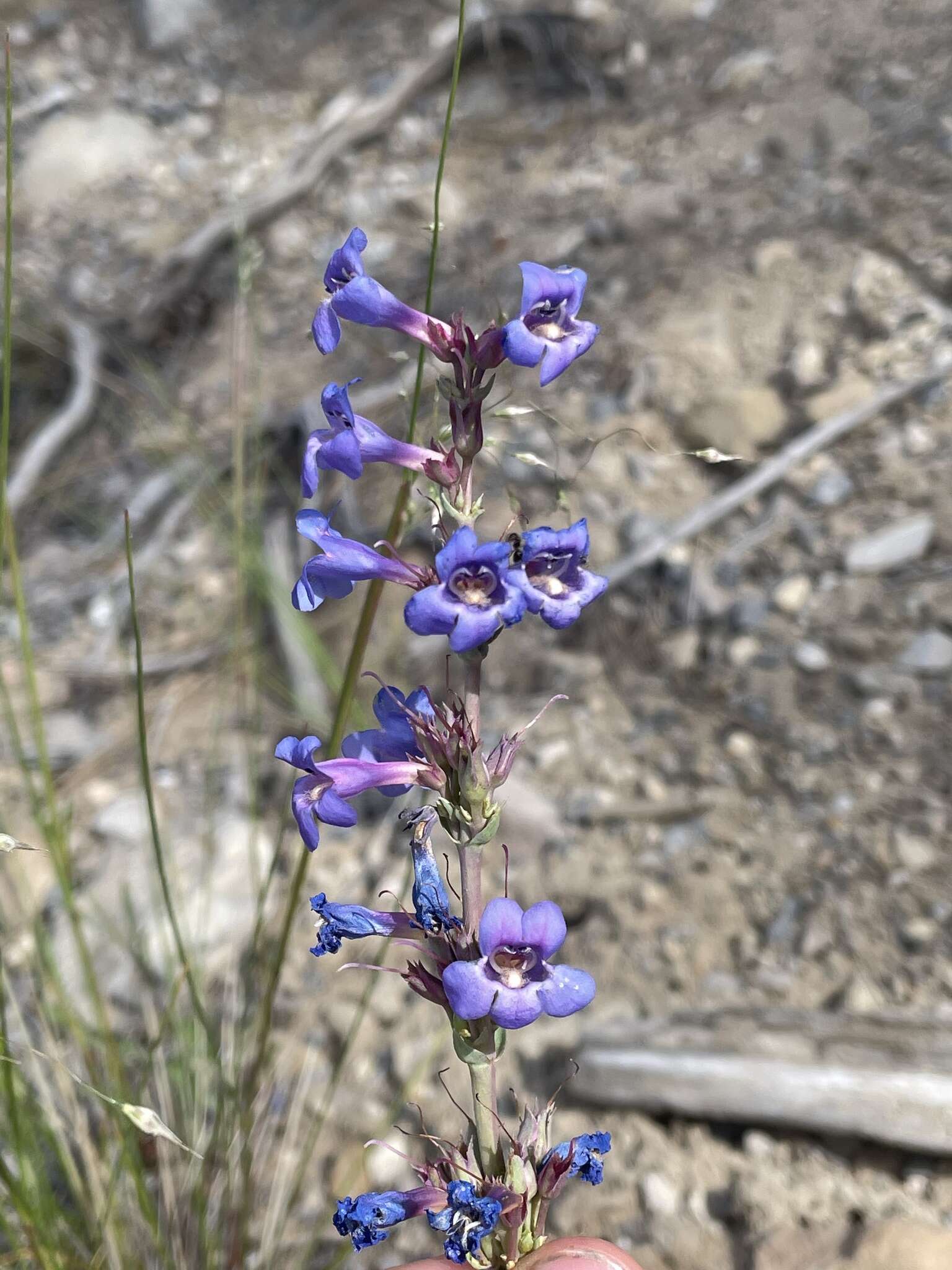 Sivun Penstemon pachyphyllus var. congestus (M. E. Jones) N. H. Holmgren kuva