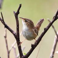 Image of Grass Wren