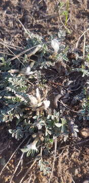 Image of Astragalus brevifolius Ledeb.