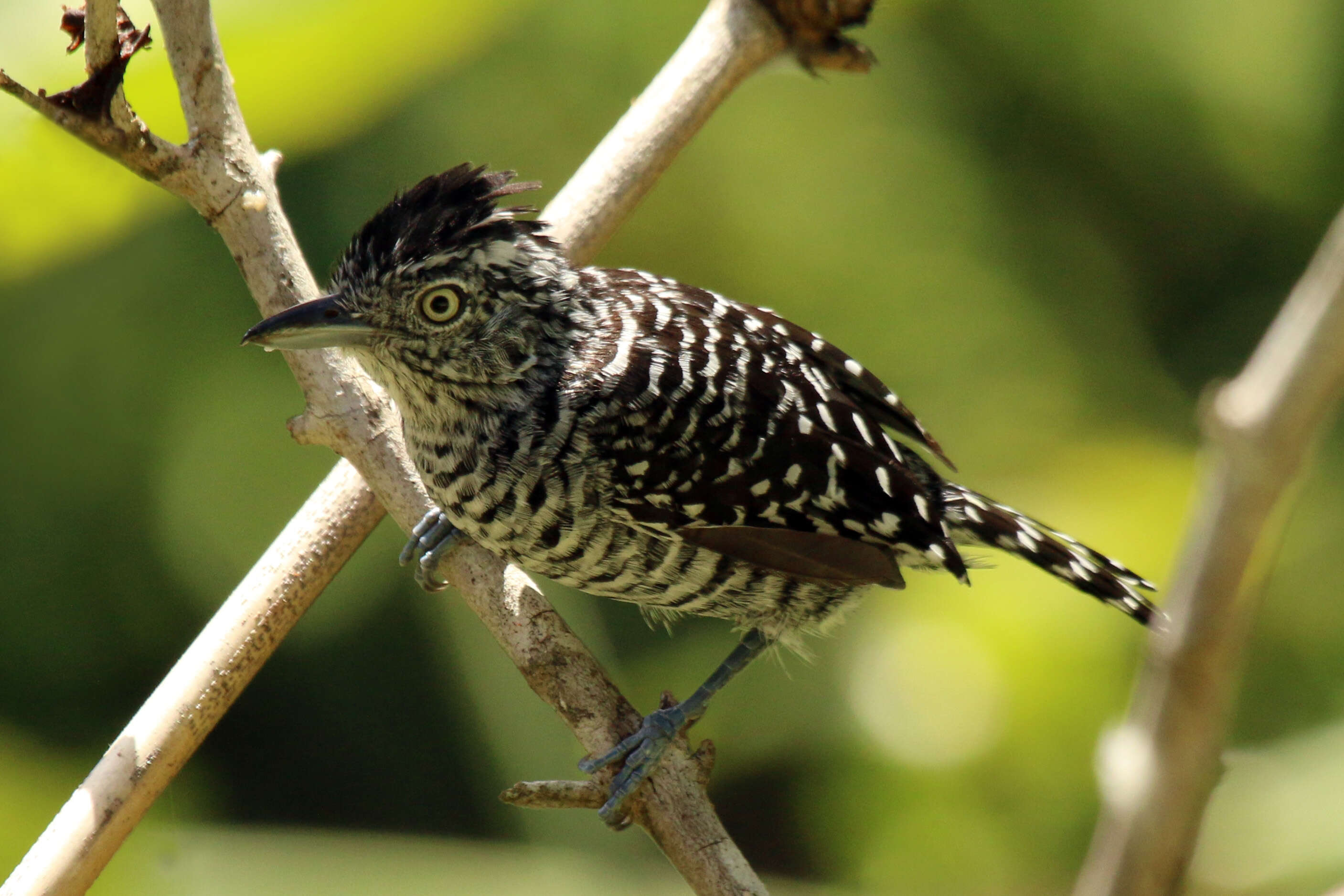 Image of Barred Antshrike