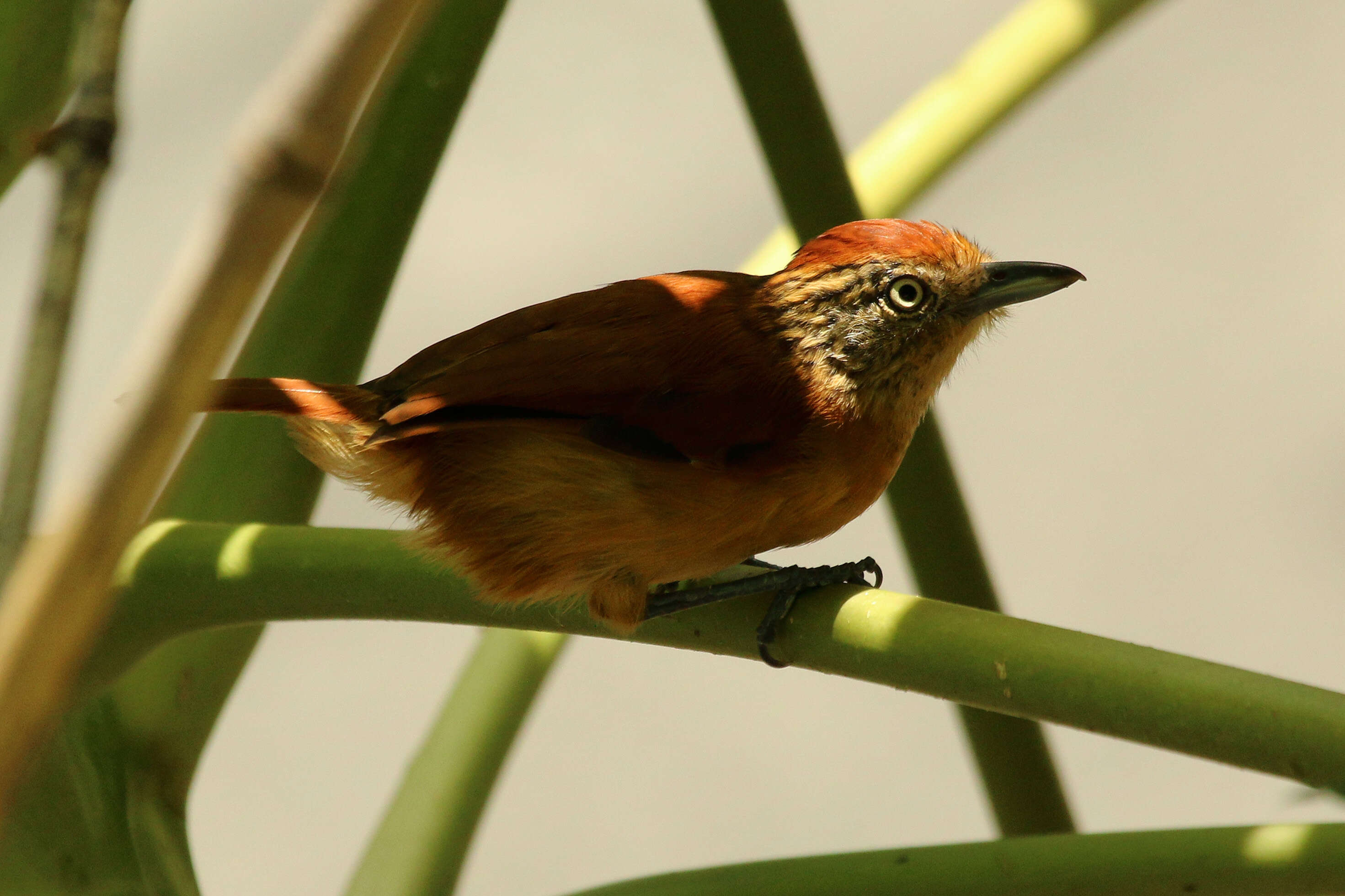 Image of Barred Antshrike