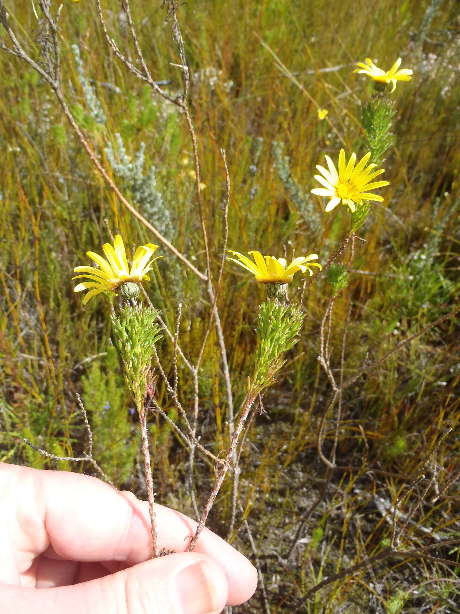 Ursinia paleacea (L.) Moench resmi