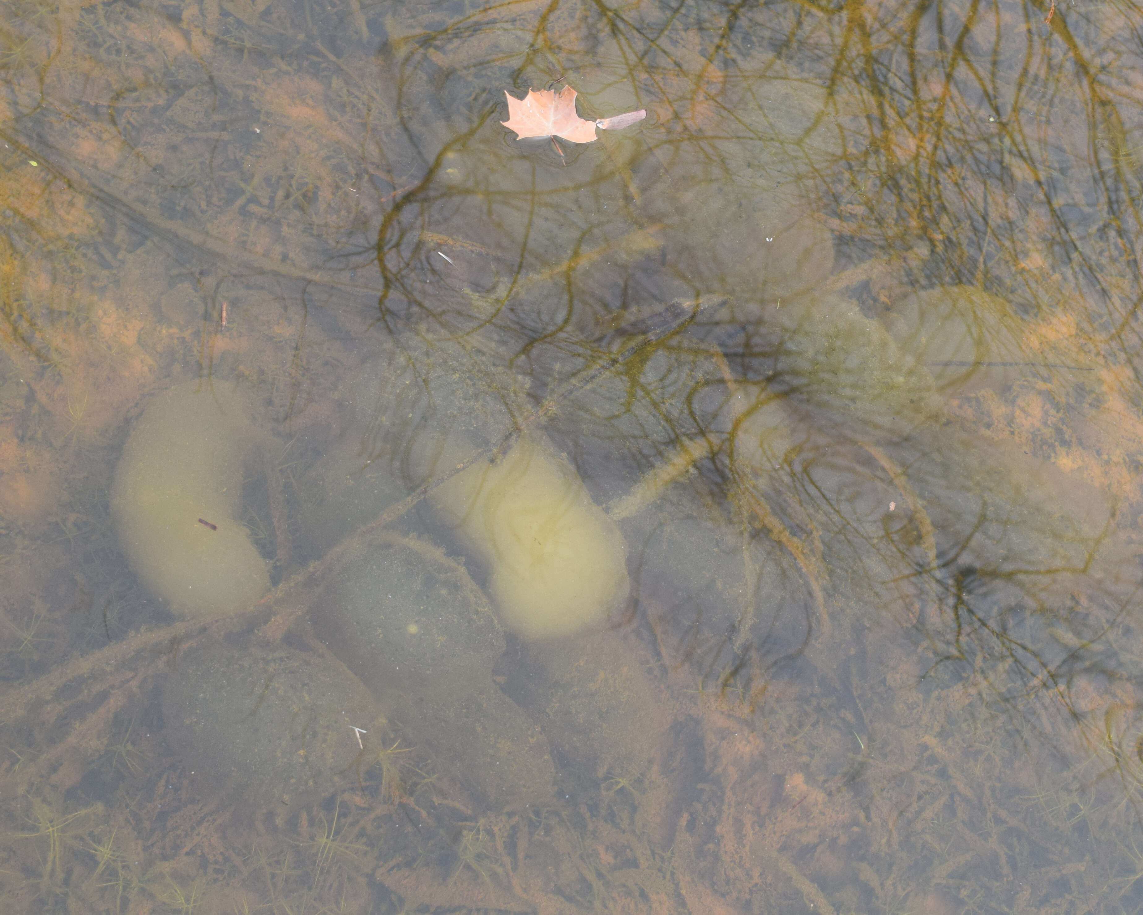 Слика од Ambystoma maculatum (Shaw 1802)