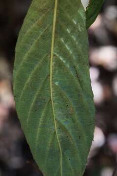 Imagem de Cuttsia viburnea F. Müll.