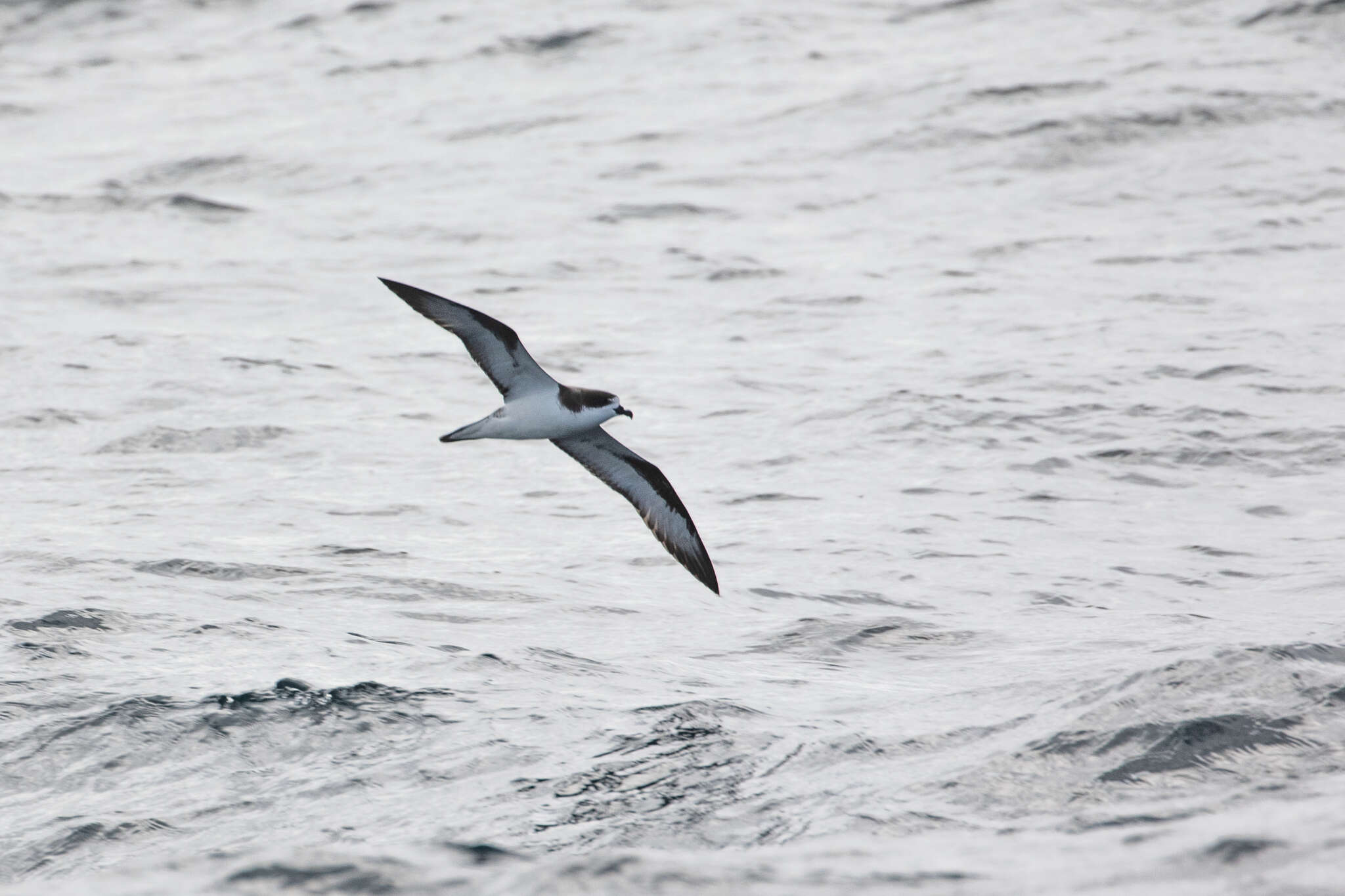 Image of Hawaiian Petrel