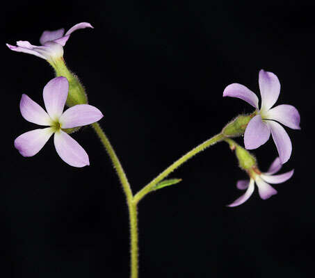 Image of violet suksdorfia