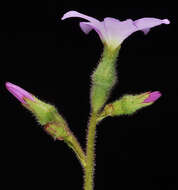 Image of violet suksdorfia