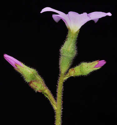 Image of violet suksdorfia