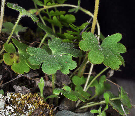 Imagem de Suksdorfia violacea A. Gray