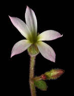 Image of violet suksdorfia