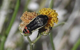 Imagem de Acmaeodera flavomarginata (Gray 1832)