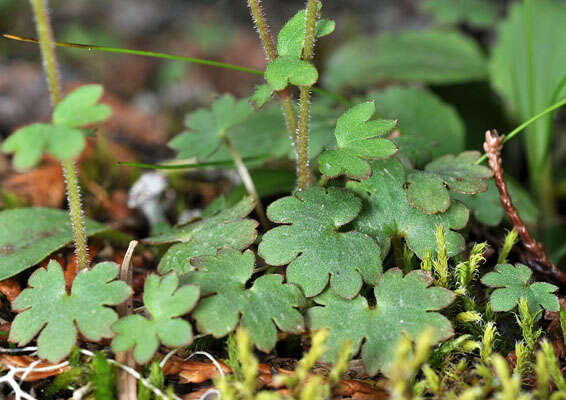 Imagem de Suksdorfia violacea A. Gray