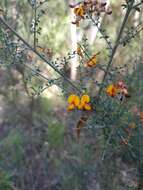 Plancia ëd Mirbelia oxylobioides F. Muell.