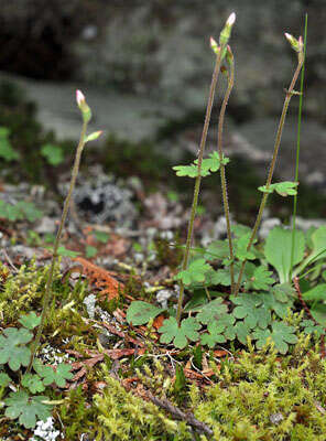 Image of violet suksdorfia