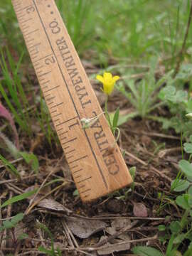 Physaria recurvata (Engelm. ex A. Gray) O'Kane & Al-Shehbaz resmi