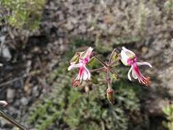 Image of Pelargonium laxum (Sweet) G. Don