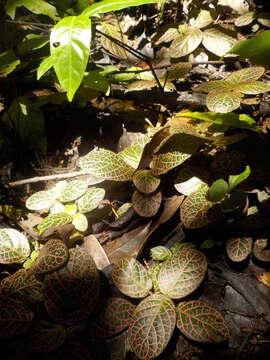 Fittonia albivenis (Lindl. ex Veitch) R. K. Brummitt resmi