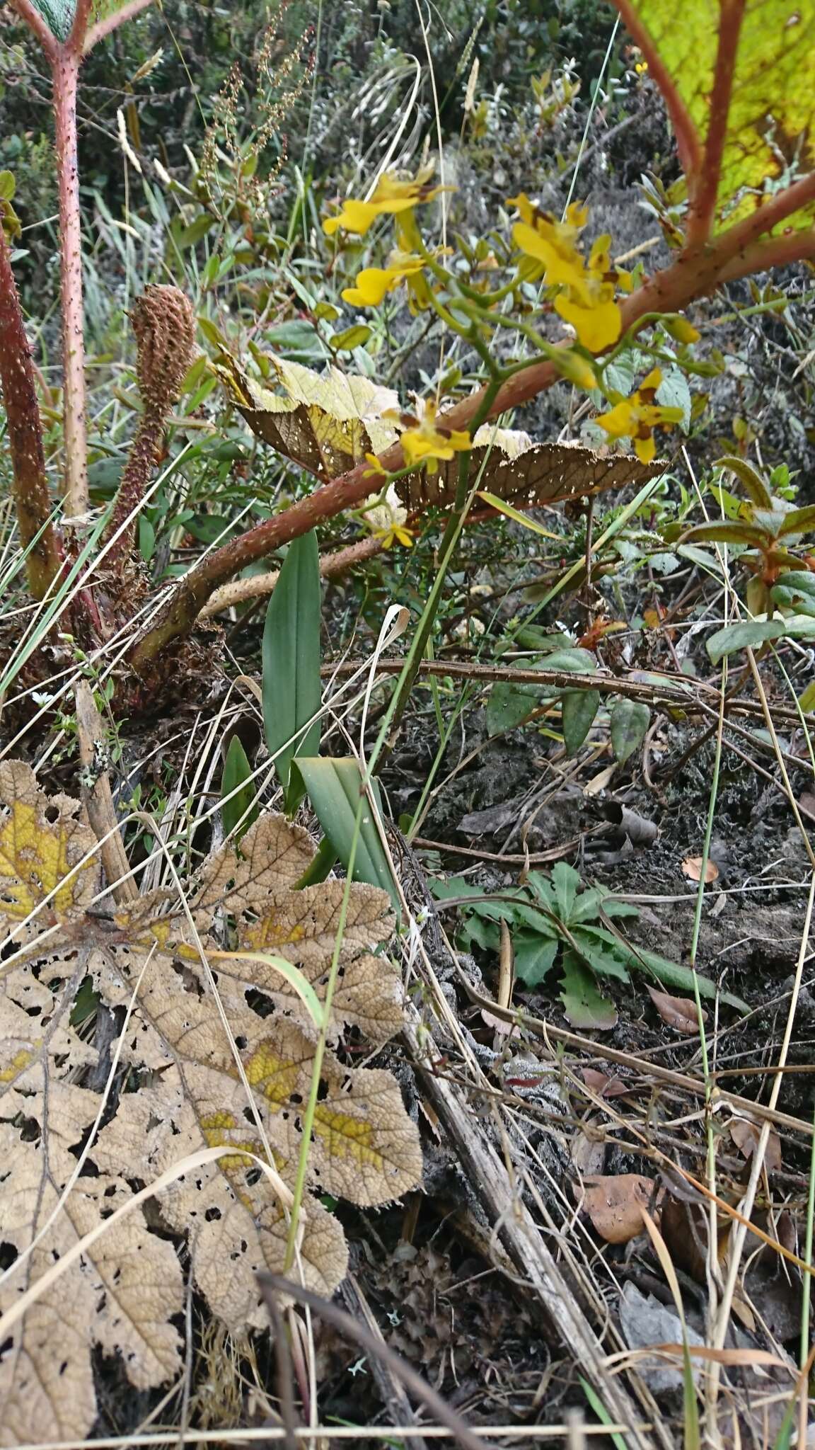 Image of Oncidium cultratum Lindl.