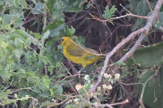 Ploceus ocularis crocatus (Hartlaub 1881)的圖片