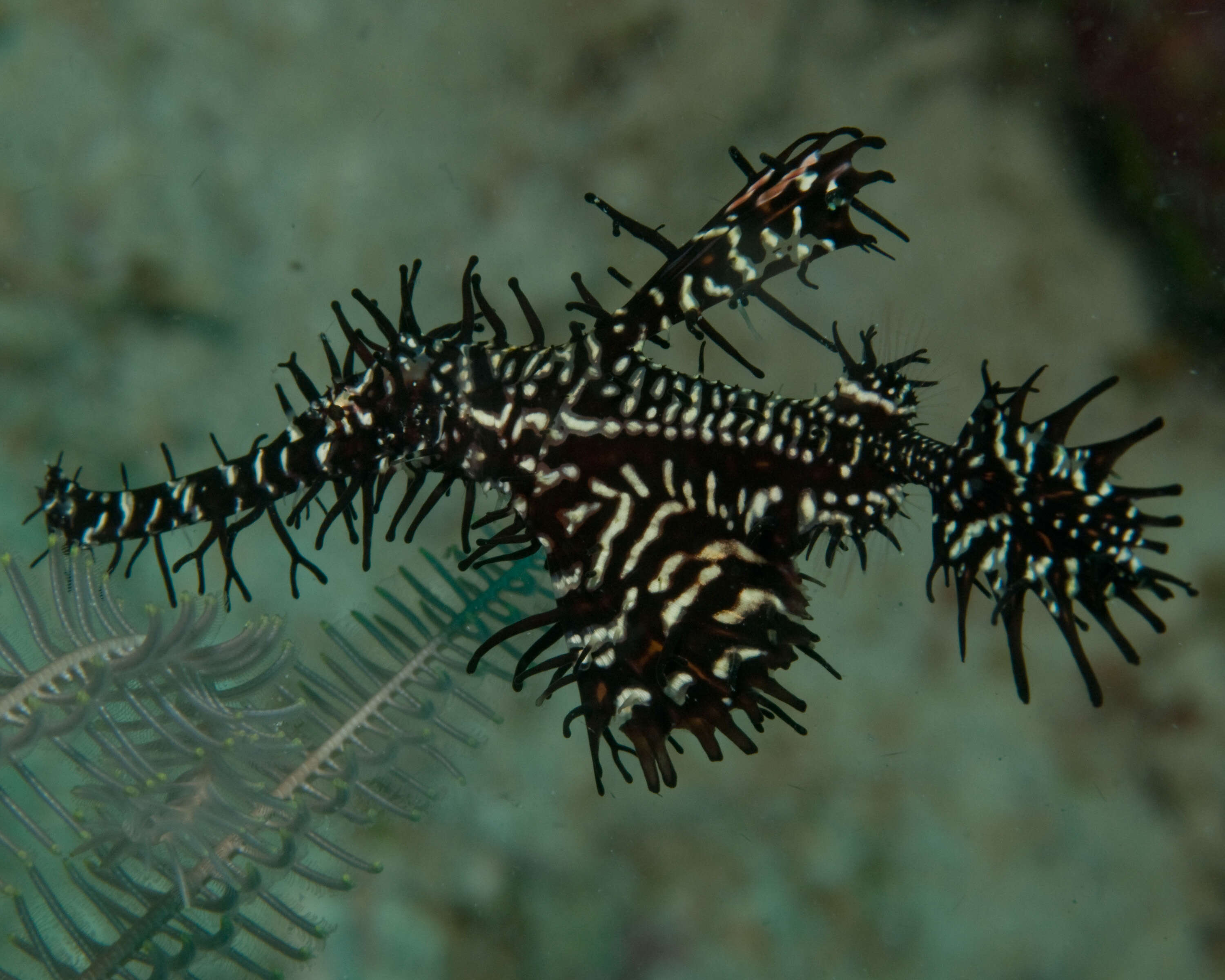 Image of Ornate ghost pipefish