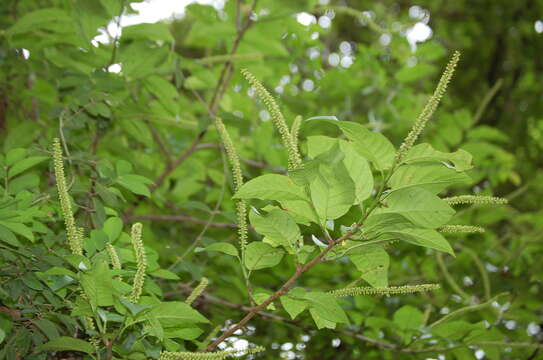 Image of Coccoloba cozumelensis Hemsl.