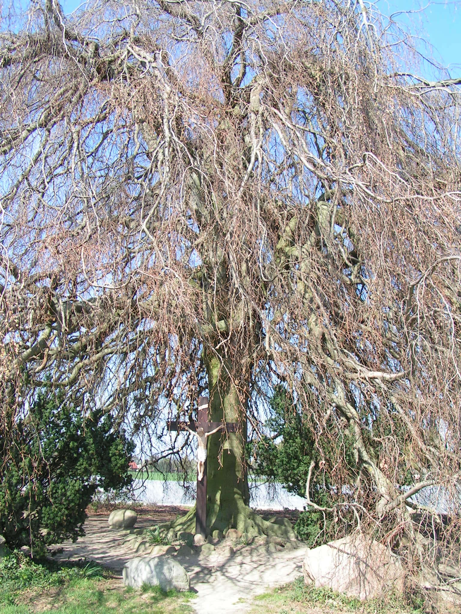 Image of Fagus sylvatica f. pendula