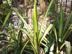 Image of Tahitian screwpine