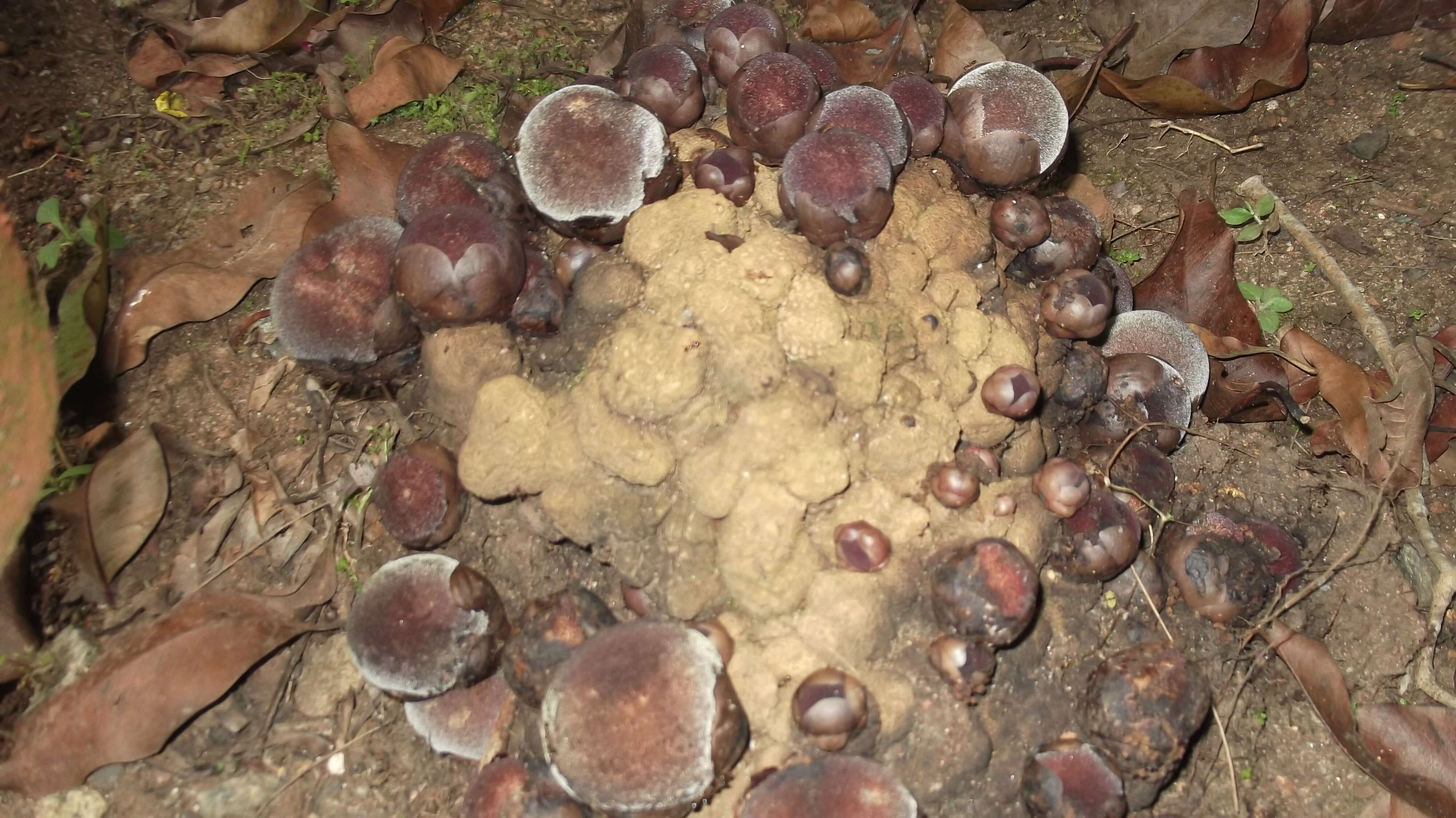 Image of Fungus root