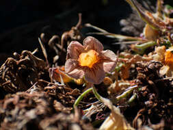 Image of Argylia adscendens DC.