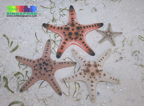 Image of chocolate chip sea star