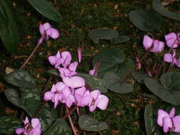 Image of Cyclamen coum Miller