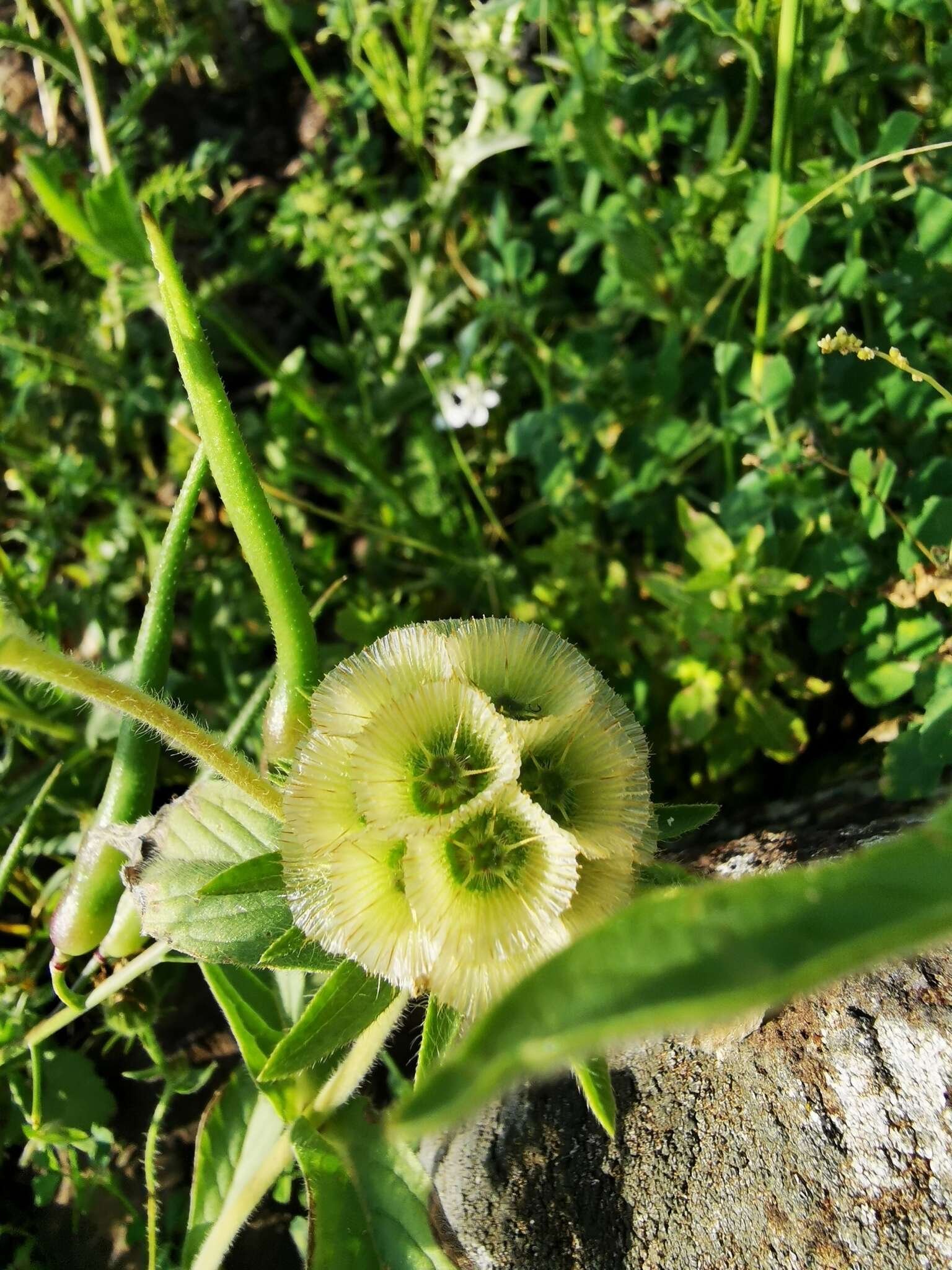 Image of Lomelosia prolifera (L.) W. Greuter & Burdet